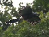 Long-tailed Hawk (Langstaarthavik)