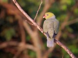 African Green Pigeon (Afrikaanse Papegaaiduif)