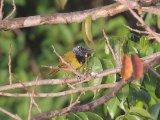 Oriole Warbler (Wielewaalzanger)