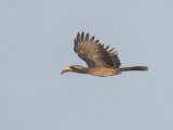 African Grey Hornbill (Grijze tok)