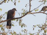 Red-eyed Dove (Roodoogtortel)