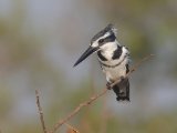 Pied Kingfisher ssp rudi (Bonte ijsvogel)