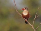 Grey-headed Kingfisher (Grijskopijsvogel)