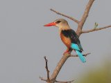 Grey-headed Kingfisher (Grijskopijsvogel)