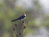 Wire-tailed Swallow (Roodkruinzwaluw)