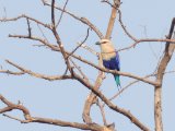 Blue-bellied Roller (Blauwbuikscharrelaar)