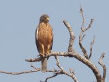 Grasshopper Buzzard (Sprinkhaanbuizerd)