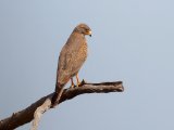 Grasshopper Buzzard (Sprinkhaanbuizerd)