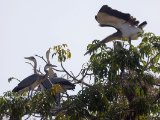 Black-headed Heron (Zwartkopreiger)