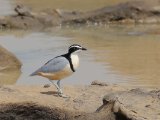 Egyptian Plover (Krokodilwachter)