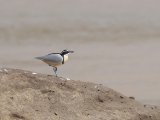 Egyptian Plover (Krokodilwachter)