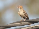 Chestnut-crowned Sparrow-Weaver (Roestwangwever)