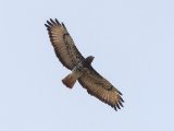 Red-necked Buzzard (Afrikaanse Roodstaartbuizerd)