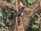 Northern Black Flycatcher (Senegalese Drongovliegenvanger)