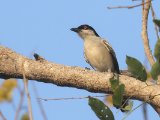 Northern Puffback (Gambiapoederdonsklauwier)