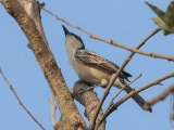 Northern Puffback (Gambiapoederdonsklauwier)