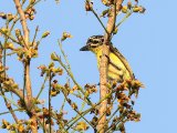 Yellow-fronted Tinkerbird (Geelvoorhoofdketellapper)