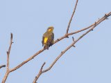 Yellow-fronted Canary (Mozambiquesijs)