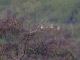 Bruce's Green Pigeon (Waaliaduif)