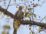 Northern Red-billed Hornbill (Roodsnaveltok)