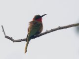 Red-throated Bee-eater (Roodkeelbijeneter)