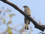 Lesser Honeyguide (Kleine Honingspeurder)