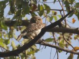 Pearl-spotted Owlet (Geparelde Dwerguil)