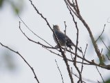 Grey Tit-Flycatcher (Meesvliegenvanger)