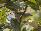 Yellow-breasted Apalis (Geelborstapalis)