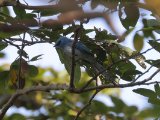 African Blue Flycatcher (Turkooiskuifvliegenvanger)