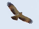 Ayres's Hawk-Eagle (Ayres' Havikarend)