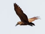 Hamerkop