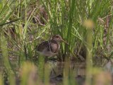 Greater Painted-snipe (Goudsnip)