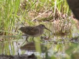 Greater Painted-snipe (Goudsnip)