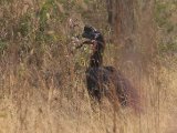 Abyssinian Ground Hornbill (Noordelijke Hoornraaf)