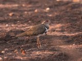 Forbes's Plover (Forbes' plevier)