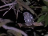 African Scops Owl (Afrikaanse Dwergooruil)