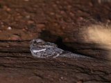 Long-tailed Nightjar (Mozambikaanse Nachtzwaluw)