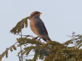 Yellow-billed Shrike (Geelsnavelklauwier)