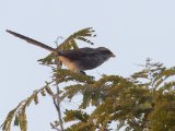 Yellow-billed Shrike (Geelsnavelklauwier)