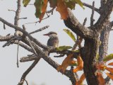 Striped Kingfisher (Gestreepte IJsvogel)