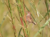 Dorst's Cisticola (Kraaggraszanger)