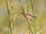 Dorst's Cisticola (Kraaggraszanger)