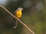 Brown-rumped Bunting (Bruinstuitgors)