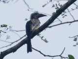 Western Dwarf Hornbill (Westelijke Dwergtok)