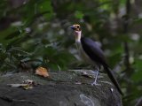 White-necked Rockfowl (Witnekkaalkopkraai)