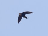 Mottled Spinetail (Baobabgierzwaluw)