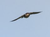 Preuss's Cliff Swallow (Preuss' Klifzwaluw)