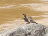 Rock Pratincole (Rotsvorkstaartplevier)