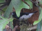 Black-and-white Mannikin (Glansekstertje)